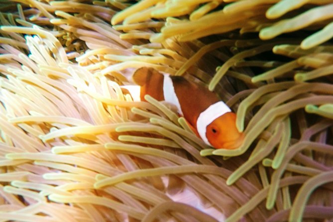 Snorkeling Package at Padang Bai Blue Lagoon - How the Padangbai Blue Lagoon Snorkeling Day Runs Smoothly