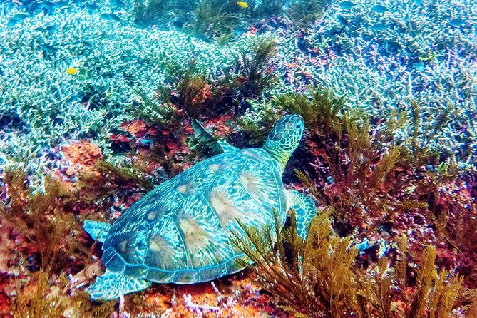 Snorkeling Package at Padang Bai Blue Lagoon - Morning Pickup From Southern Bali to the Sanur Office