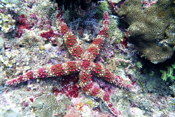 Snorkeling Package at Tulamben Liberty Shipwreck - Stop 2: Second Snorkel Session (Why a Two-Round Plan Helps)