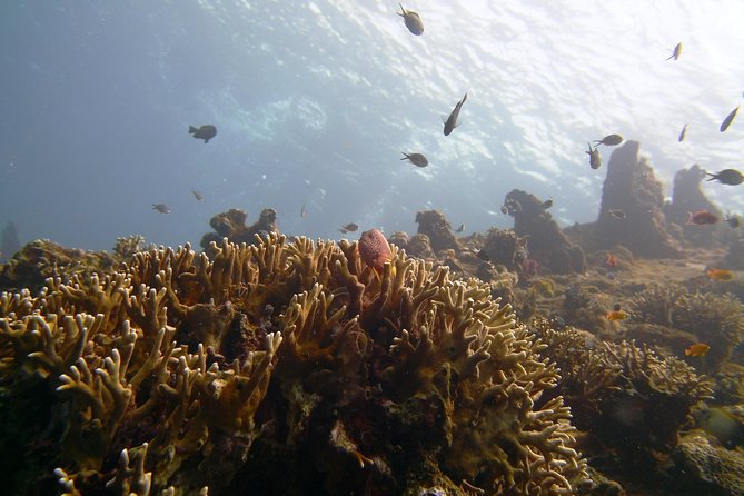 Snorkeling Package at Tulamben Liberty Shipwreck - The Road Map: Pickup, Timing, and Why the Day Runs Long