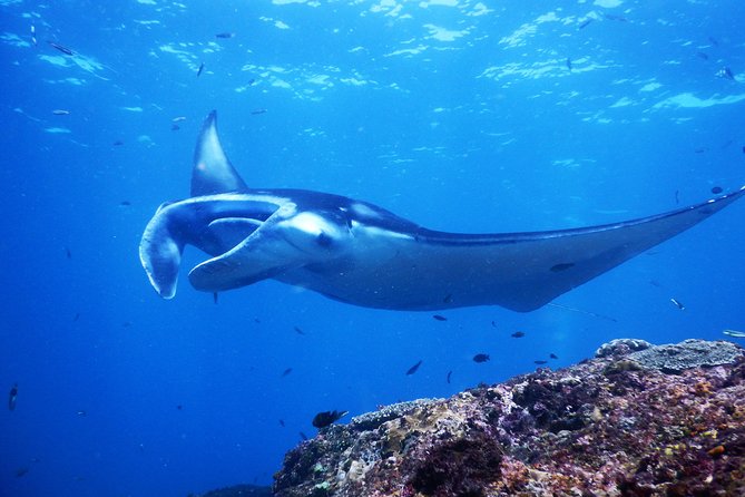 Snorkeling Trip Nusa Penida Bali - Price and value: what $142.99 buys you (and what it doesn’t)