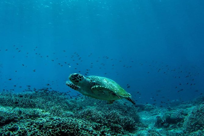 Snorkeling Trip Nusa Penida Bali - The morning run: pickup, transfers, and why timing matters