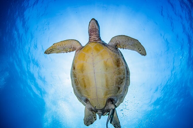 Snorkeling Trip to Menjangan Island - How Menjangan Island fits into a Bali snorkeling day