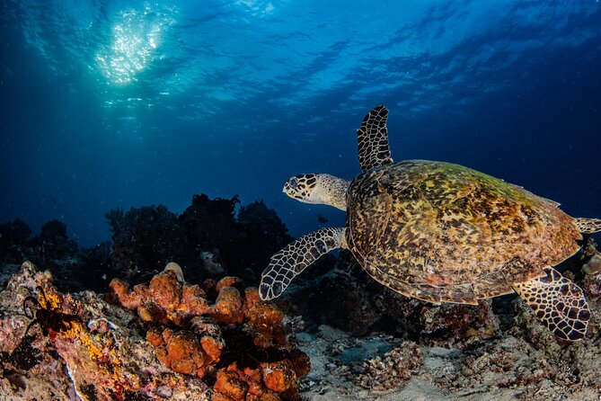 Snorkeling Trip to Menjangan Island - From Pemuteran Beach to Menjangan: timing and what it really means