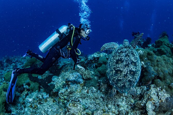 Snorkeling Trip to Menjangan Island - Equipment, included lunch, and the practical stuff you don’t want to think about