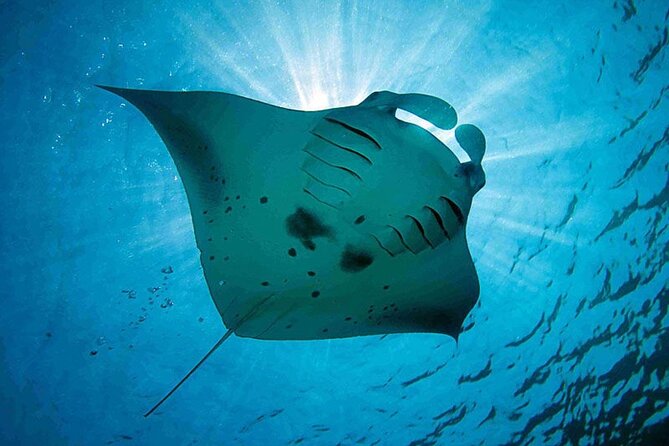 Snorkeling Trips with Manta Ray from Nusa Lembongan - Getting to the water: pickup, yellow bridge, and a small group feel