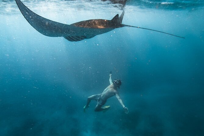 Snorkeling with Manta Rays in Their Habitat with Manta Point - Key things to know before you go