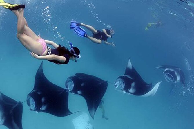 Snorkeling with Manta Rays in Their Habitat with Manta Point - Manta Point: the 99% manta-ray target and how to maximize your chance