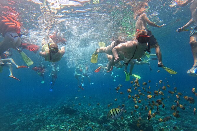 Snorkeling with Manta Rays in Their Habitat with Manta Point - Who should book this manta-ray snorkeling trip