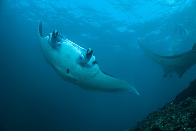 Snorkelling with Manta Rays at Nusa Penida and Lembongan - Key Highlights You’ll Notice Fast