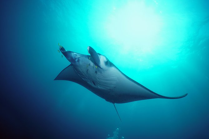 Snorkelling with Manta Rays at Nusa Penida and Lembongan - Manta Point: Why This Trip Works for Non-Swimmers Too