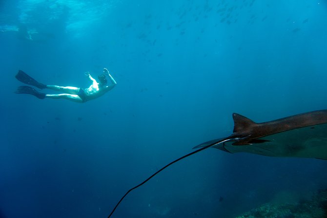Snorkelling with Manta Rays at Nusa Penida and Lembongan - Who This Tour Is For (and Who Might Want to Rethink It)