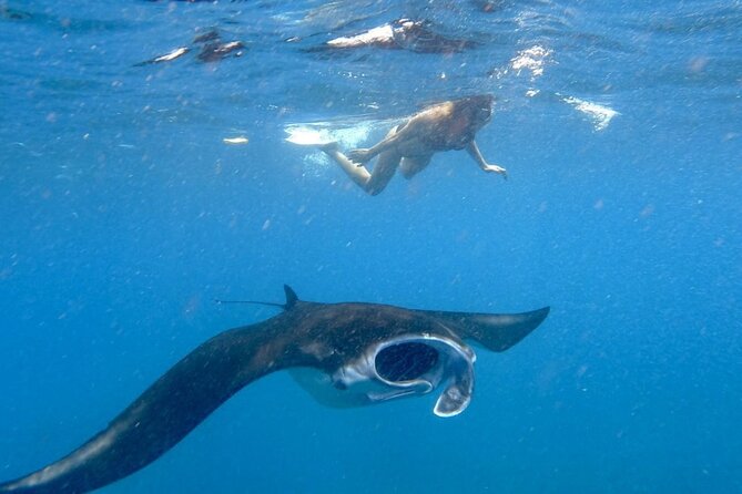 Swim with Manta Rays: Snorkeling Day Trip from Bali - Key Highlights You’ll Actually Care About