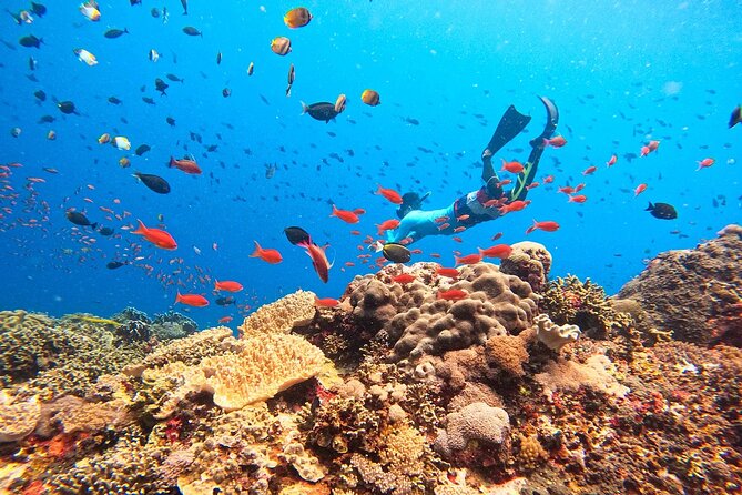 Swim with Manta Rays: Snorkeling Day Trip from Bali - From Kuta to Sanur at Dawn: Why This Start Matters