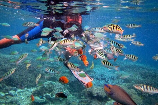 Swim with Manta Rays: Snorkeling Day Trip from Bali - Gear, Lunch, and the Comfort Stuff That Saves the Day