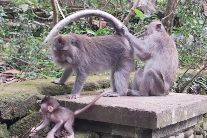 Tanah Lot And Ubud - Full Day Private Tour - Price and value: what you really get for $59