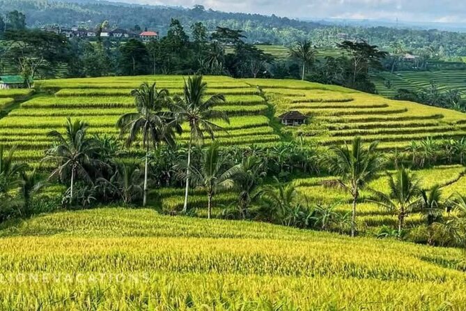 Tanah Lot, Jatiluwih Rice Terrace and Waterfall Day Tour - Price and What to Budget Before You Go
