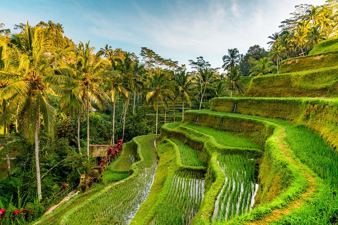 Tanah Lot Tour with Ubud Monkey Forest, Rice Terraces, and Waterfalls - Price and logistics: what $67 covers, and the traffic reality