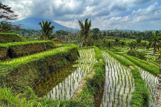 Tanah Lot - Ulun Danu Beratan Temple - Scenic Countryside Tour - Banyumala Twin Waterfalls: the jungle stop you’ll remember