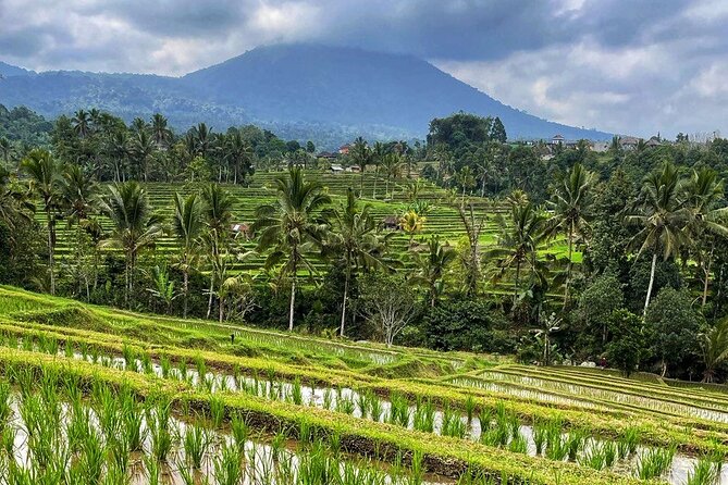 Tanah Lot - Ulun Danu Beratan Temple - Scenic Countryside Tour - Price and value: is $85 per group good for this day?