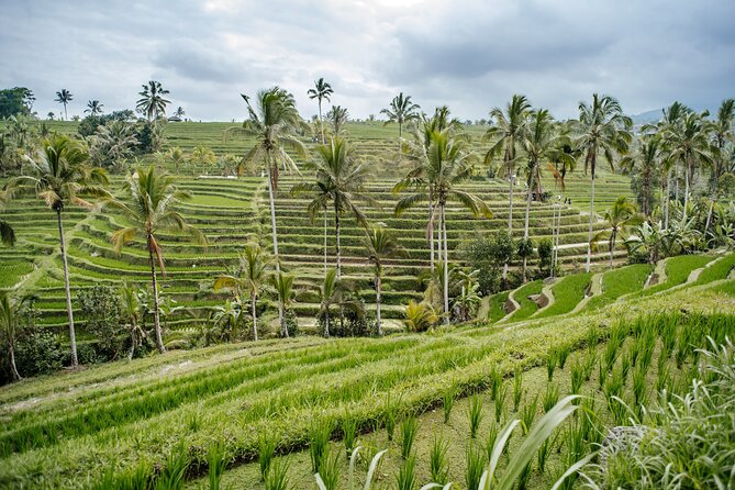 Tanah Lot & UNESCO Heritage Small Group Tour - Price and Logistics: Why $20 Can Be Good Value