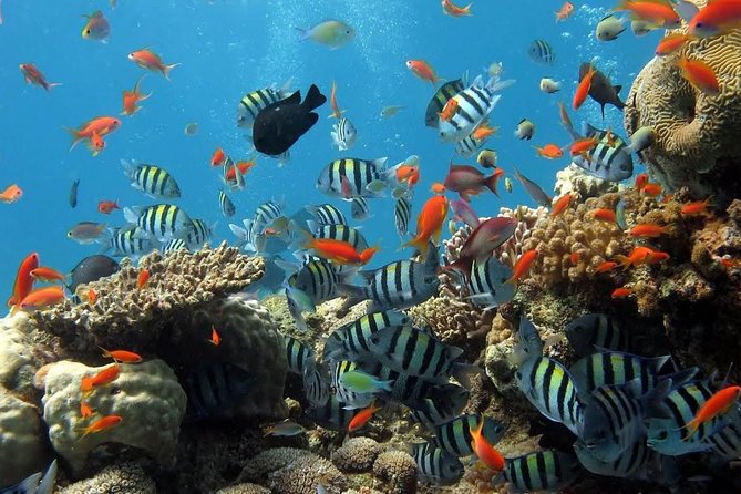 The Best 2-point Snorkeling in Padangbai: Blue lagoon and Tanjung jepun - Why Two-Point Snorkeling Works Better Than One Reef Stop