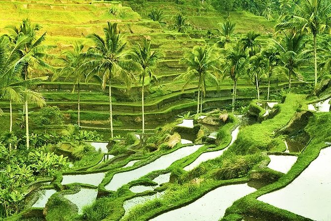The Popular Of Ubud Private Day Tour - Pickup, Timing, and the Comfort Factor