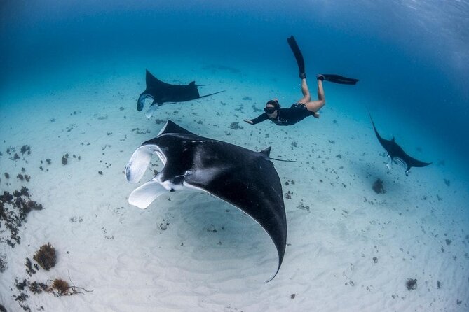 Three Islands Snorkeling (3 Spots) Manta Rays - From Lembongan - Entering Nusa Lembongan Reef Life: what this tour is really about