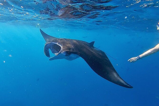 Three Islands Snorkeling (3 Spots) Manta Rays - From Lembongan - Stop 3: Gamat Bay’s caves, crevices, and reef life