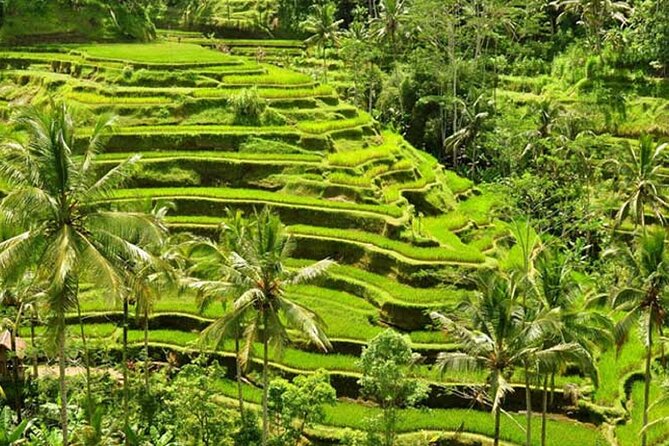 Tlaga Singha Infinity Pool, Jungle swing & Rice Terrace Trip - Tlaga Singha Bali: Two Infinity Pools and a Real River-View Reset