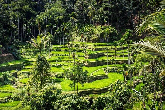 Top Ubud Attractions: Private Full-Day Guided Tour - A Private Ubud Day That Blends Myth, Craft, and Sacred Springs