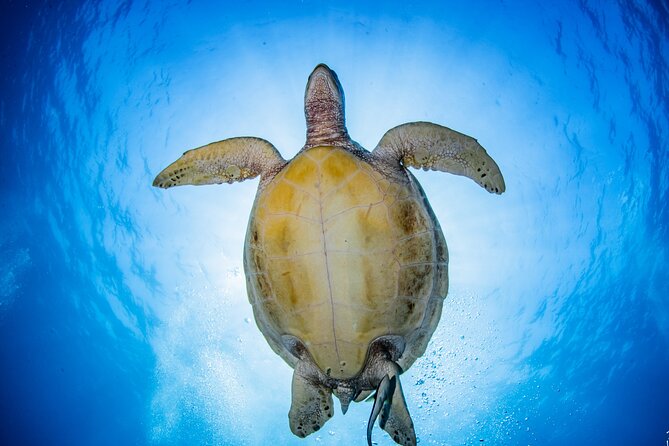 Try Dive Program in the Biorock Pemuteran - Group size and instructor ratio: why this matters more than it sounds