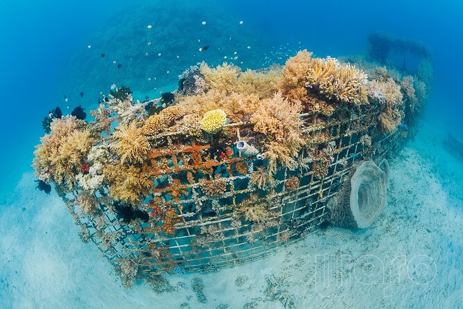 Try Dive Program in the Biorock Pemuteran - Who should book this try program in Pemuteran