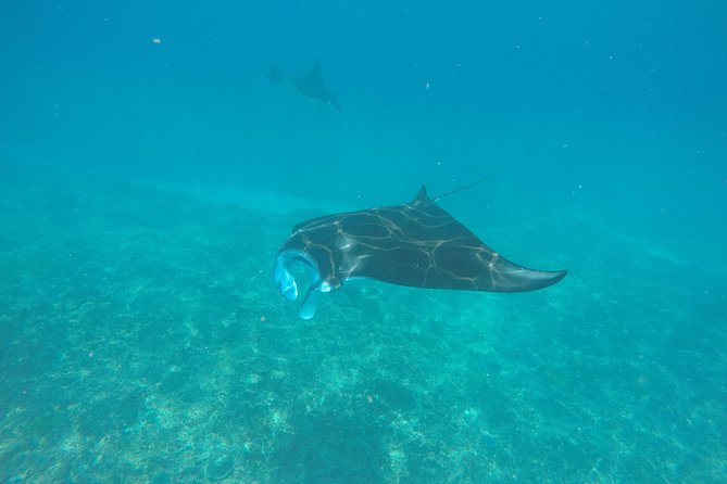 Try Diving in Manta Point - Nusa Penida - Quick hits before you go