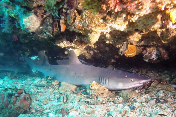 Try Scuba Diving at Padang Bai - What’s Included: Gear, Food, Drinks, and Safety Support