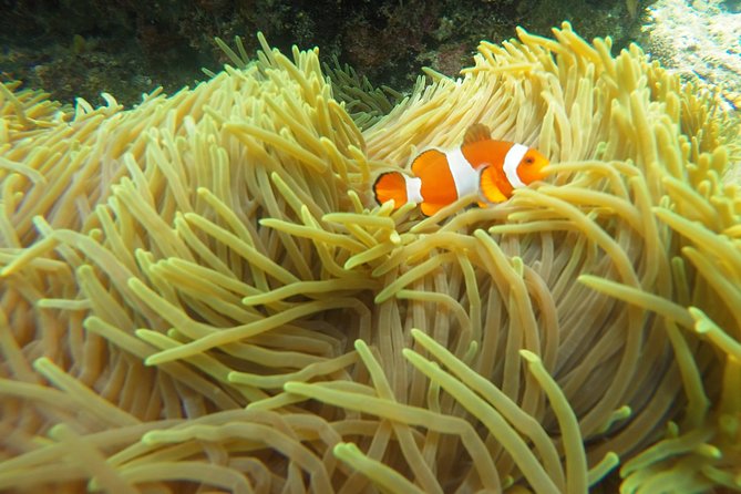 Try Scuba Diving at Padang Bai - Your Itinerary on the Water: From Boat to Lunch and Back