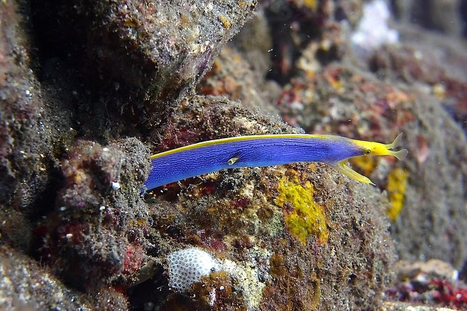 Try Scuba Diving at Tulamben Shipwreck - What’s included (and the stuff you still need to bring)