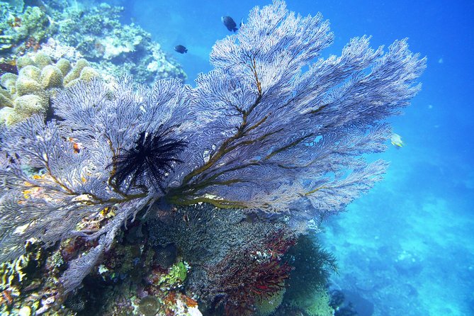 Try Scuba Diving at Tulamben Shipwreck - Lunch time on Bali time: easy meals, dietary options, and hydration