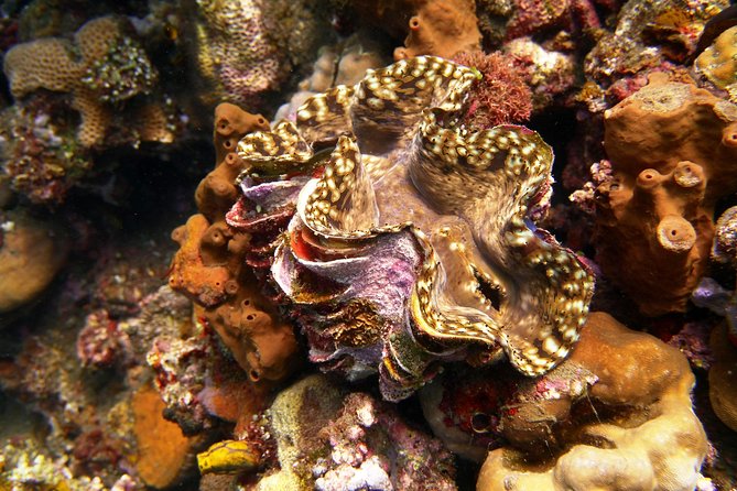 Try Scuba Diving at Tulamben Shipwreck - Price and value: $104.90 for a full guided try day