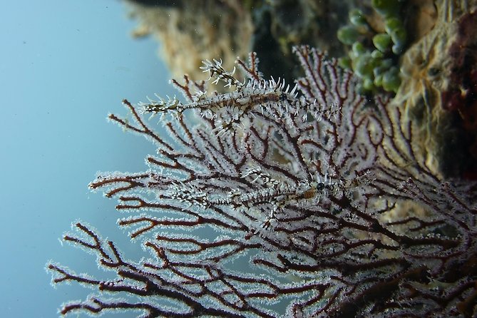 Try Scuba Diving at Tulamben Shipwreck - Who should book this (and who should think twice)