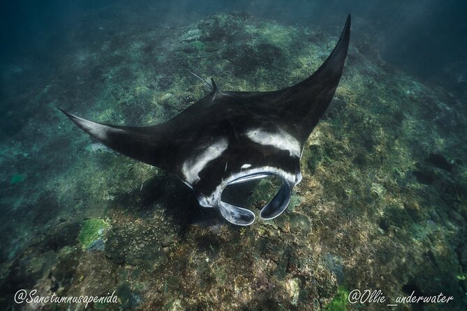 Try Scuba Diving for Beginners with manta rays (Non - Certified) - Pool training at around 8:30am: what you learn before you float