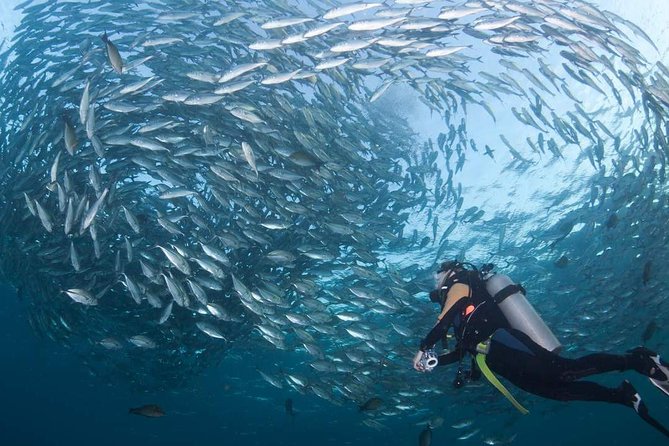 Tulamben Diving Tour Shipwreck USS Bali - Key highlights at a glance