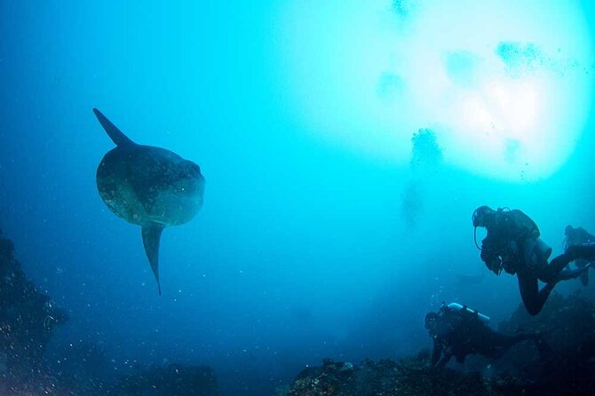 Two fun dives morning trip (Certified Divers only) - Certified-Only Rules and the Gear Checklist You Should Actually Care About