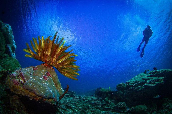 Two fun dives morning trip (Certified Divers only) - Included On-Board Treats: Tea, Coffee, Water, and Lunch
