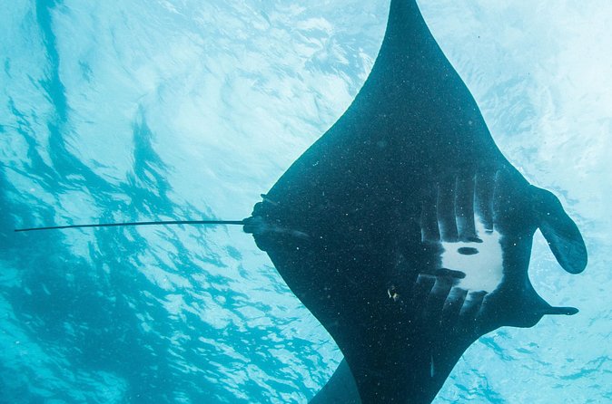 Two fun dives morning trip (Certified Divers only) - Guides, Safety, and the Style That Keeps Small-Group Trips Fun