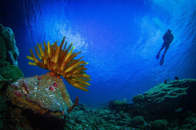 Two fun dives morning trip (Certified Divers only) - Price and Value: Is $140.87 Worth It for Two Morning Tanks?