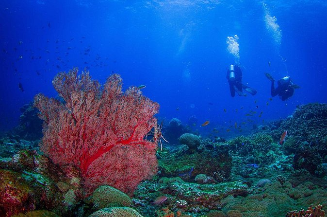 Two fun dives morning trip (Certified Divers only) - Who This Two-Tank Morning Program Is Best For