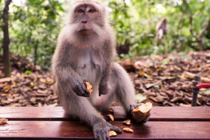 Ubud 1 Day Tour (Private & All-Inclusive) - Key highlights at a glance