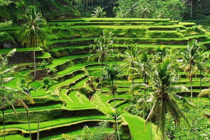 Ubud 1 Day Tour (Private & All-Inclusive) - Stop 5: Tegalalang Rice Terrace—The Classic End to a Ubud Day