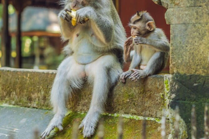 Ubud 1 Day Tour (Private & All-Inclusive) - Price and What You’re Really Buying (Private + Admissions + Lunch)